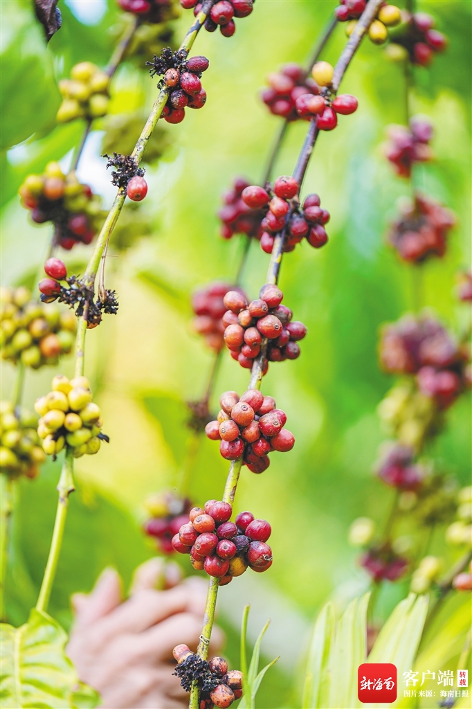 豆走出海南风味“国际范”AG真人国际游戏
